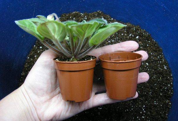 Propagation des violettes