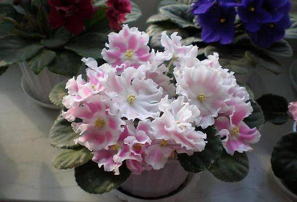 Violet Silver Romance