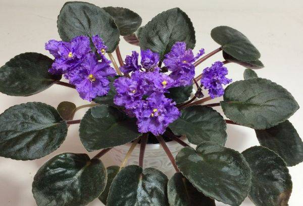 Temps orageux violet