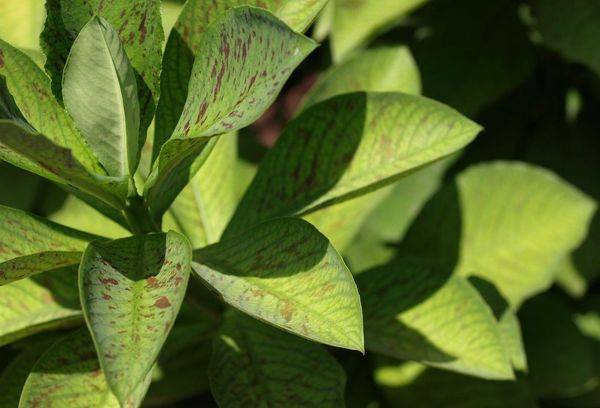 Pétales du synadénium