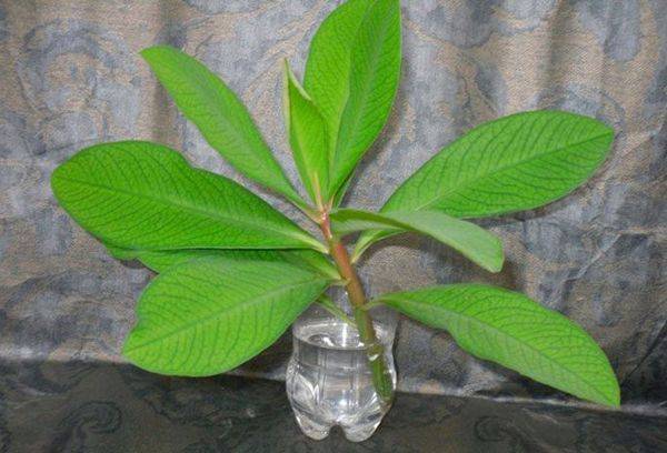 Reproduction du synadénium