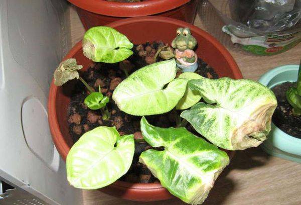 Feuilles de syngonium sèches