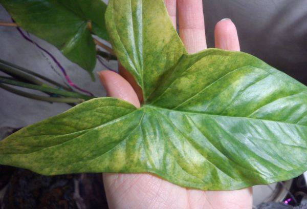 La liane décorative devient jaune