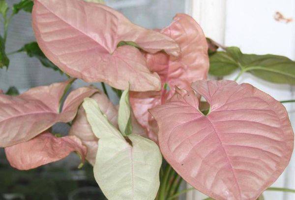 Rouge syngonium Regina