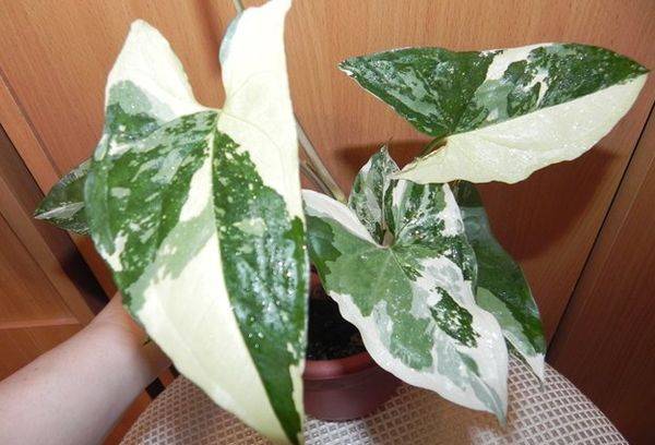 Blanc Impérial Syngonium