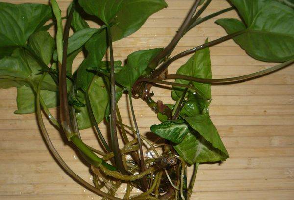 Jarrets de syngonium