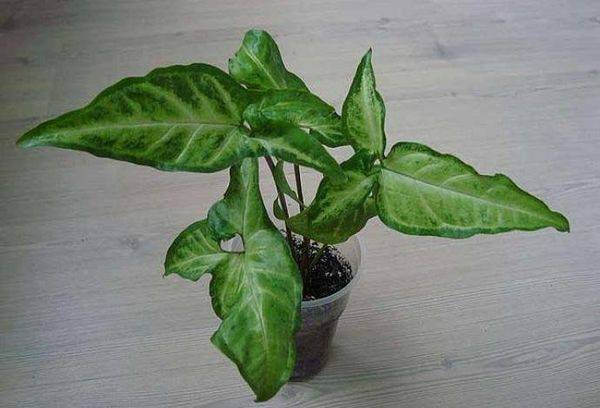 Oreille de syngonium