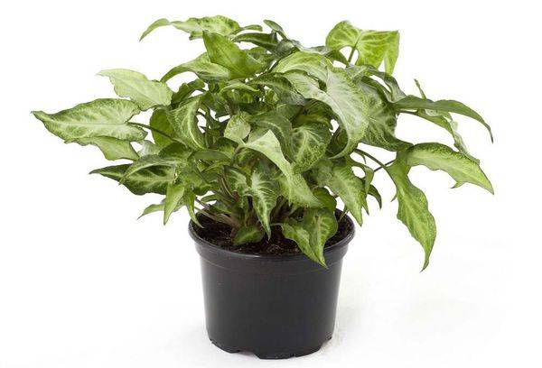 Syngonium dans un pot