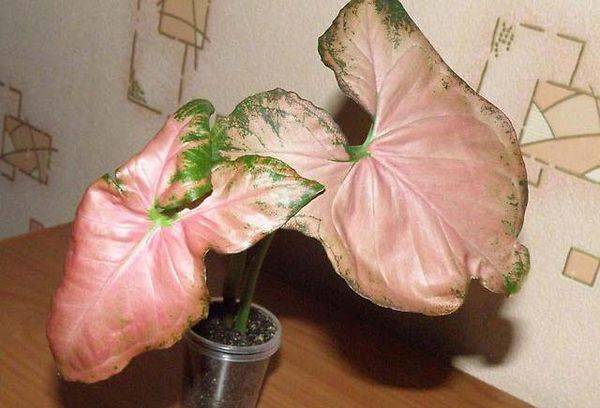 Rouge syngonium Regina