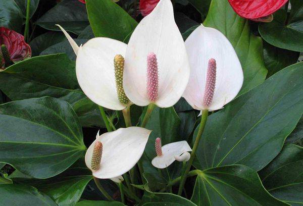 Spathiphyllum floraison abondante