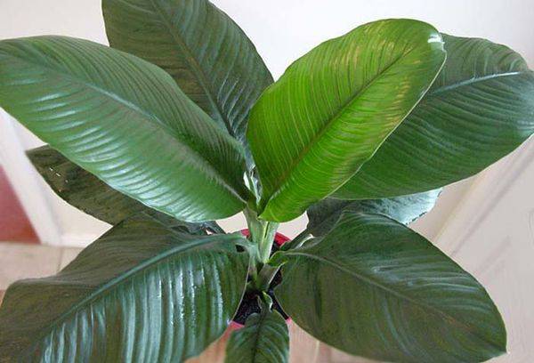 Spathiphyllum Sensation