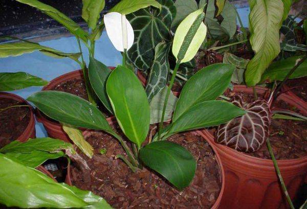 Spathiphyllum cannifère