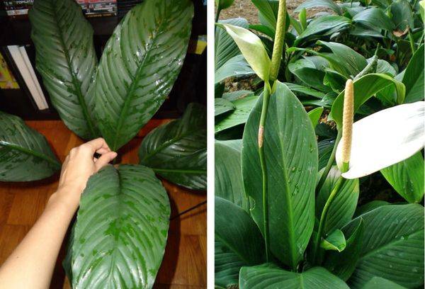 Spathiphyllum en forme de cuillère