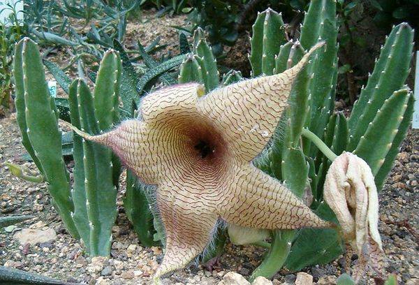 Stapelia géant