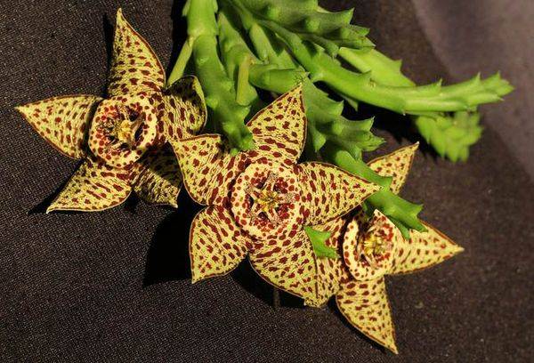 Stapelia bariolé