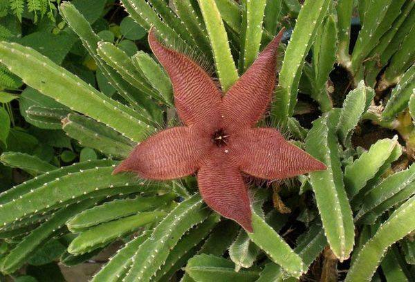 Stapelia floraison