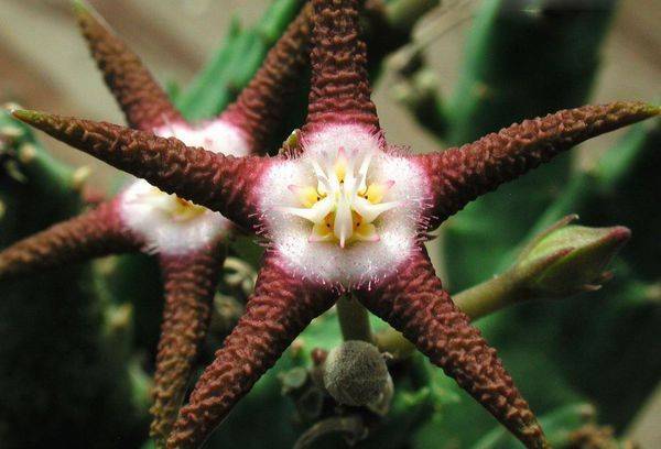 Stapelia ferrugineux