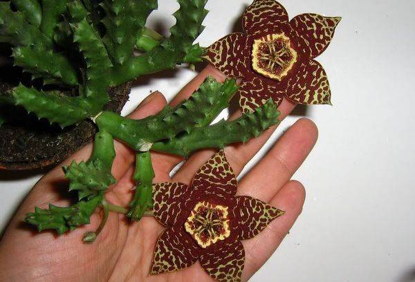 Stapelia Fleurs