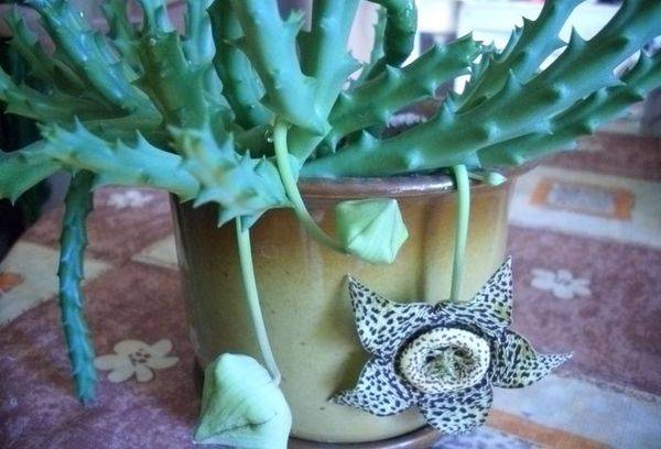 Stapelia en fleurs