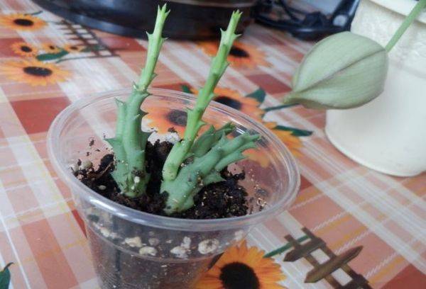 Propagation de stapelia par boutures
