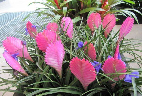 Tillandsia Anita - un hybride