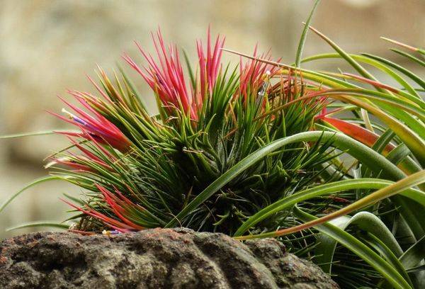 Tillandsia violet