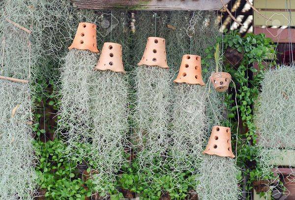 Tillandsia n'est pas en forme