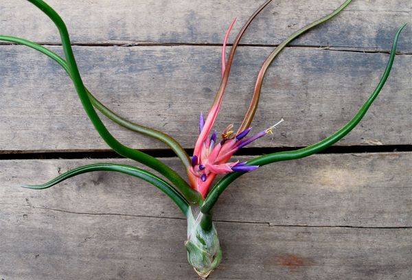 Jonc de Tillandsia