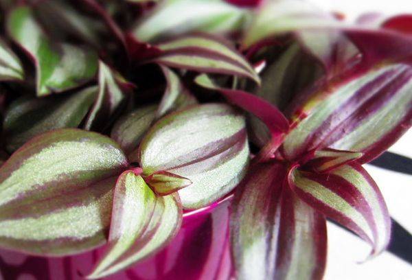 Tradescantia (zebrina)