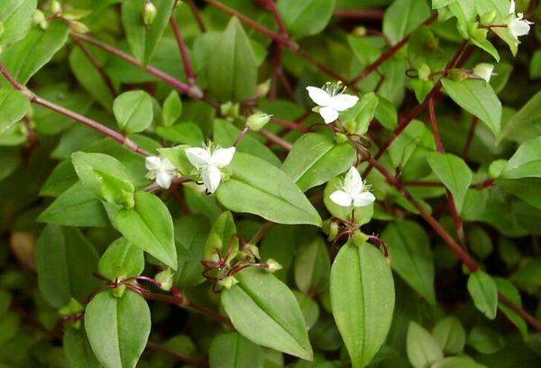Riverside Tradescantia
