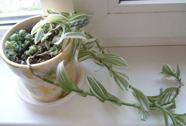 Tradescantia sur le rebord de la fenêtre