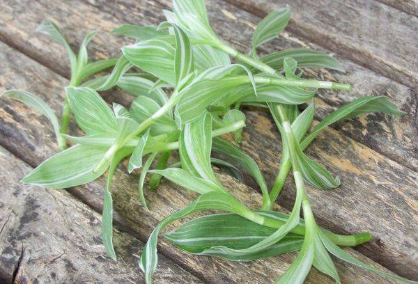 Boutures de Tradescantia
