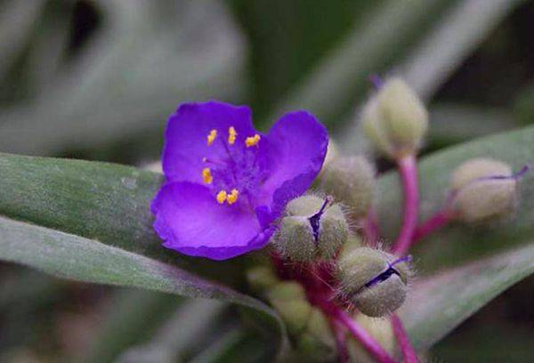 Vierge Tradescantia