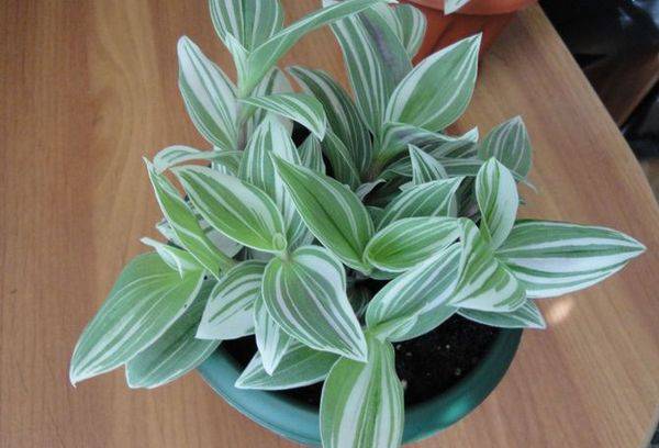 Tradescantia dans un pot