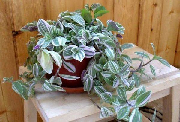 Tradescantia dans un pot