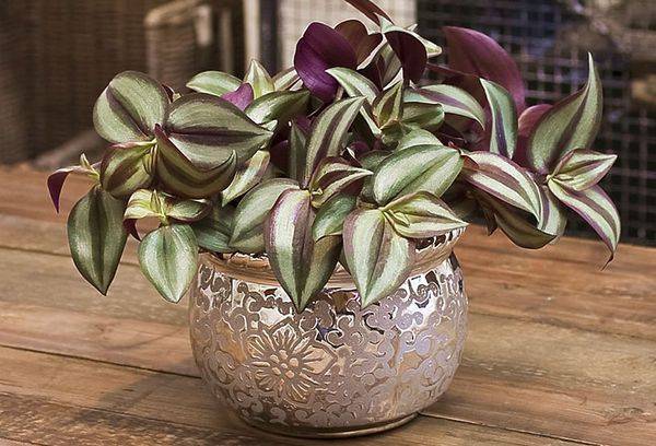 Zebrin plante d'intérieur