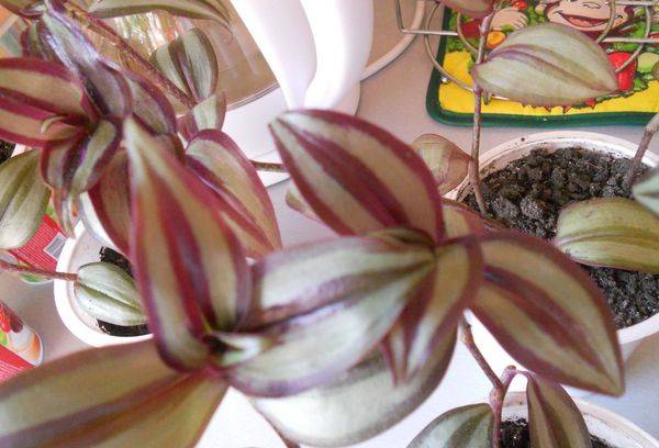 Zebrin transplanté dans des pots