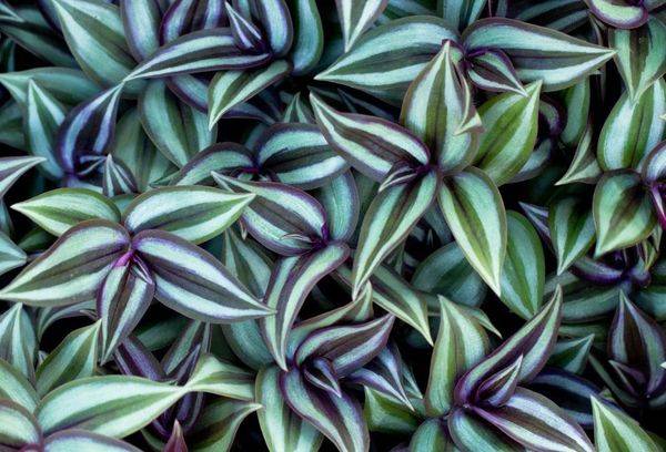 Pétales d'une plante Zebrin