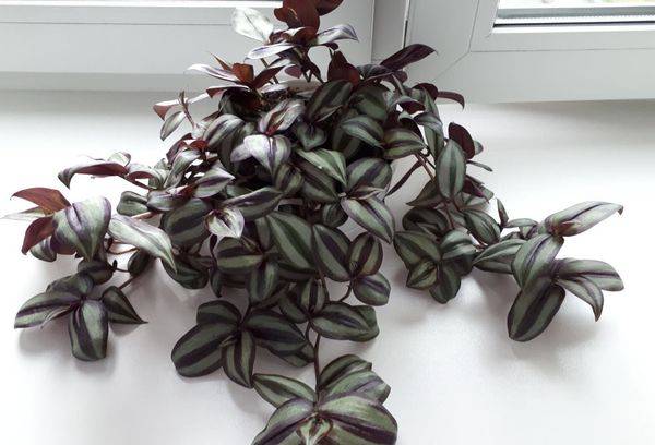 Tradescantia sur le rebord de la fenêtre