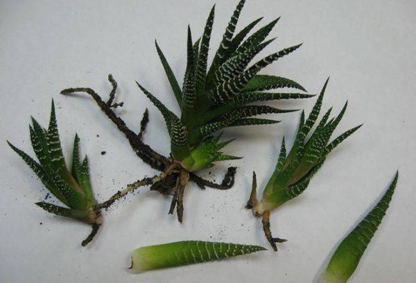 Élevage de Havortia