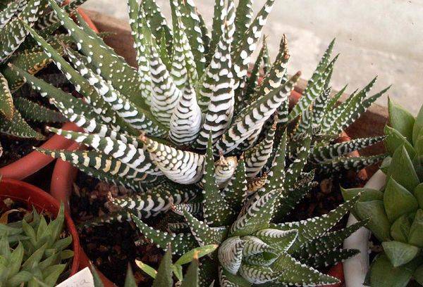 Haworthia à rayures