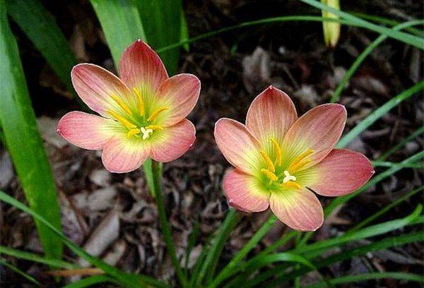 Zephyranthes deux tons