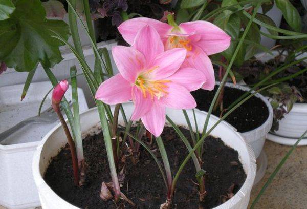 Zephyranthes dans un pot