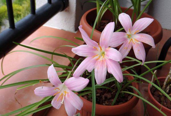 Fleur De Zephyranthes Maison