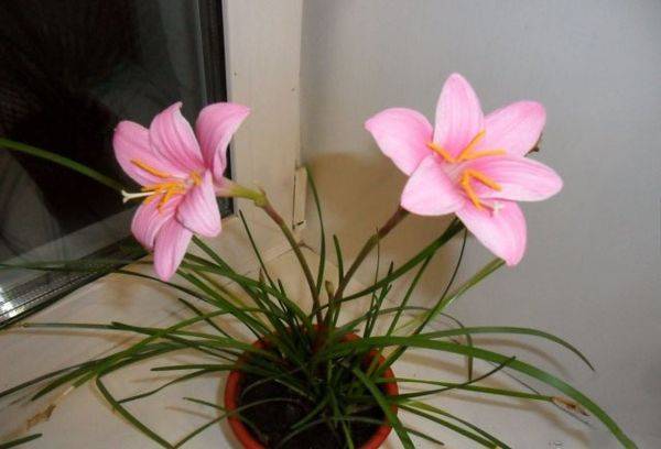 Zephyranthes Rose