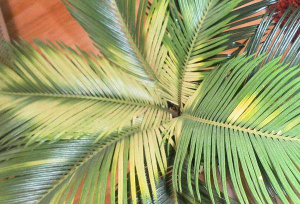 Feuilles jaunes de cicas