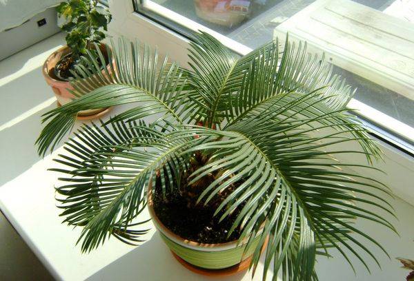 Tsikas vert à la maison