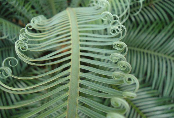 Cicas en forme d'escargot