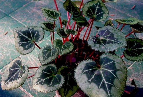 Cyclamen