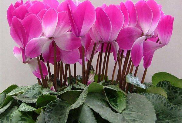 Cyclamen persan